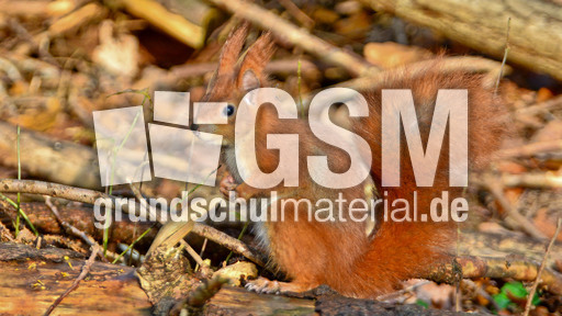 Eichhörnchen (37).jpg